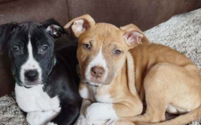 Happy National Puppy Day!