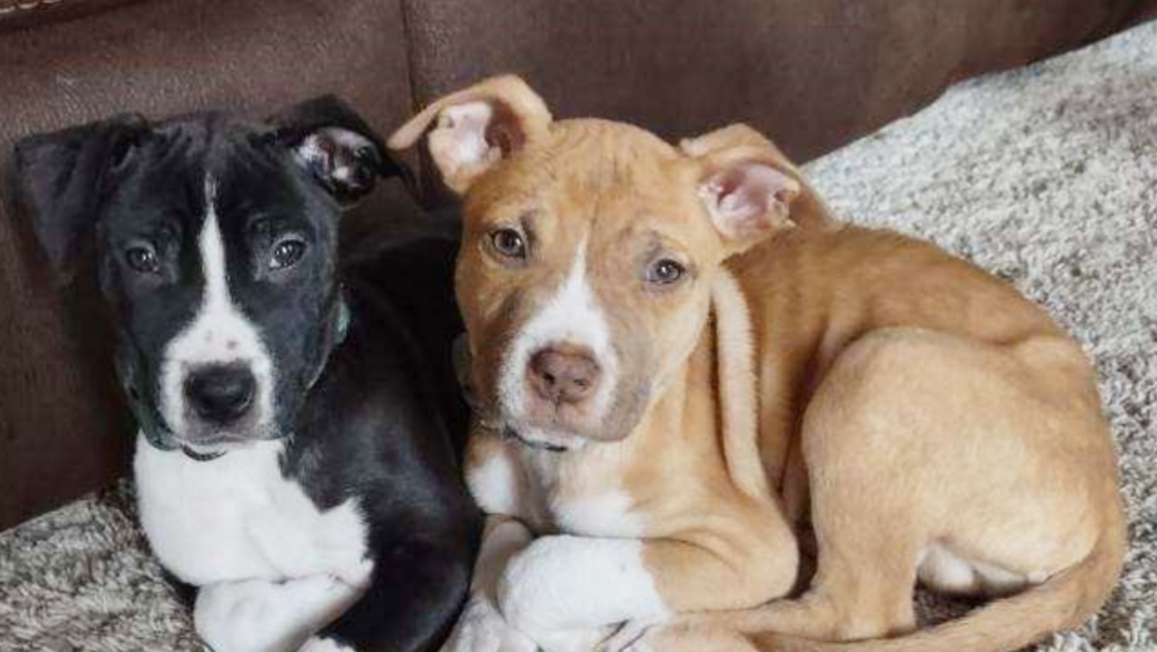 HSM_National_Puppy_Day (1) Coyote and Cassie