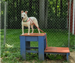 A dog standing on an obstacle course