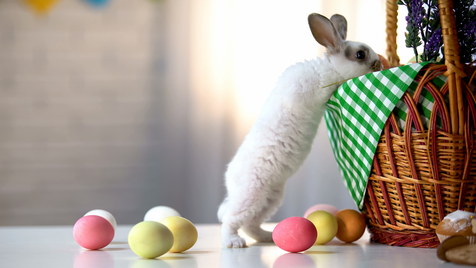 An inquisitive bunny is checking out an Easter basket