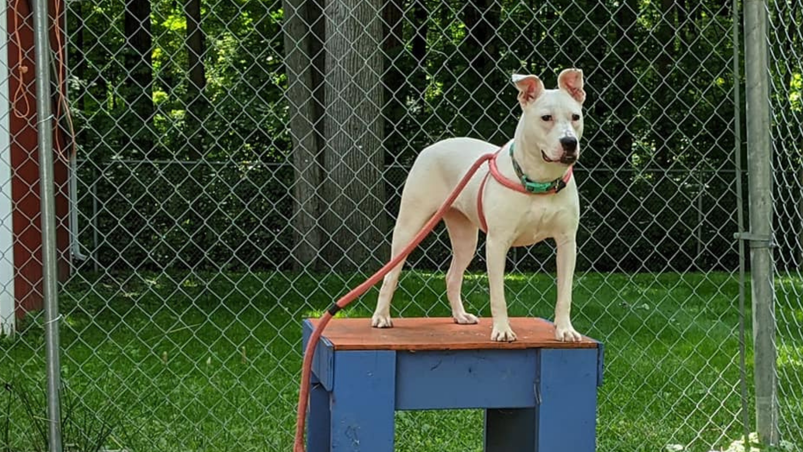 A dog from our shelter stands proudly on top of an obstacle course they conquered during Canine Fitness Month!