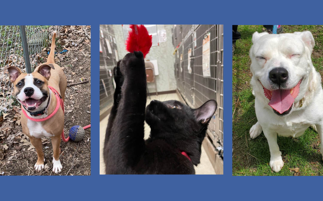 Bissell Pet Foundation: Empty the Shelters Event