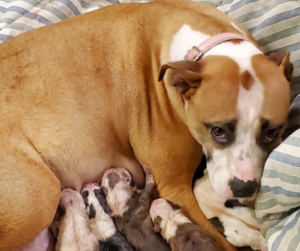 Miley and her newborn puppies