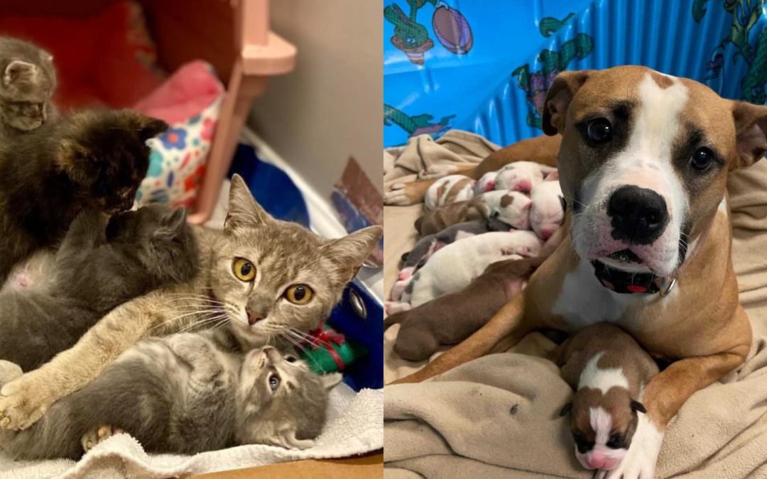 Mother’s Day at the Shelter