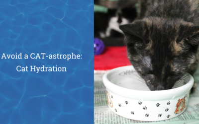 Avoid a CAT-astrophe: Cat Hydration