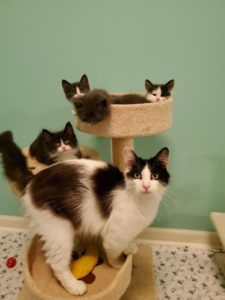 Dresser Drawer and her kittens were adopted during Bissell's summer empty the shelters event!