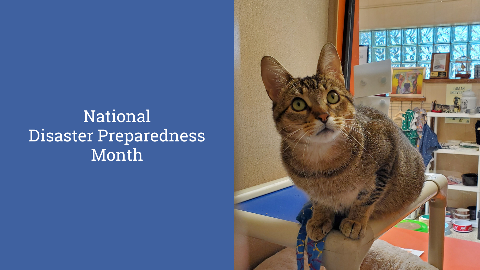 Include your pets in your disaster preparedness plan!