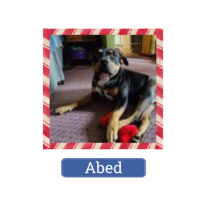 Abed has found a home for the holidays—and beyond!