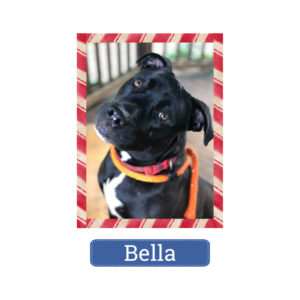 Bella is looking for a home for the holidays—and beyond!