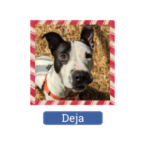 Deja is looking for a home for the holidays—and beyond!