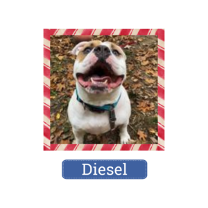 Diesel is looking for a home for the holidays—and beyond!