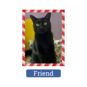 Friend is looking for a home for the holidays—and beyond!