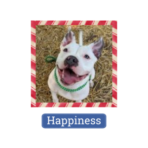 Happiness is looking for a home for the holidays—and beyond!