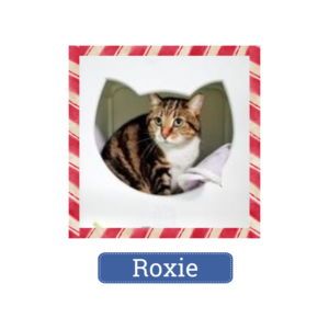 Roxie is looking for a home for the holidays—and beyond!
