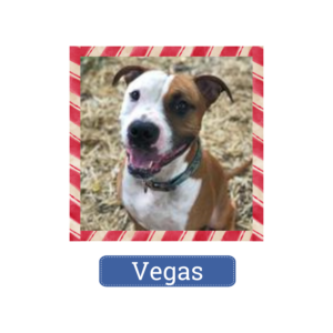 Vegas is looking for a home for the holidays—and beyond!