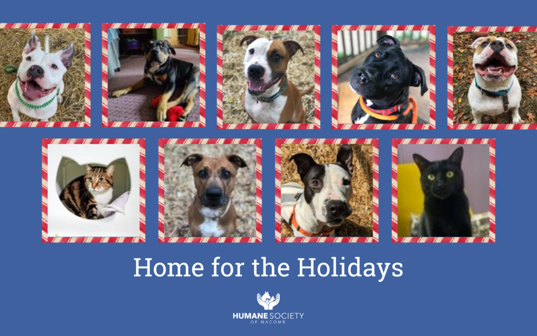 Home for the Holidays —and Beyond!