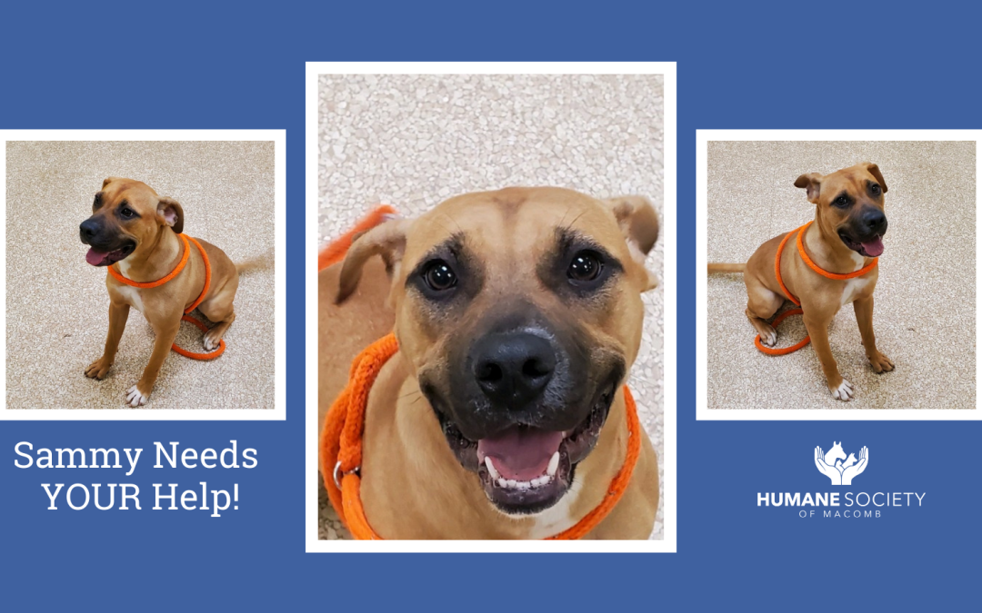 Sammy Needs YOUR Help!