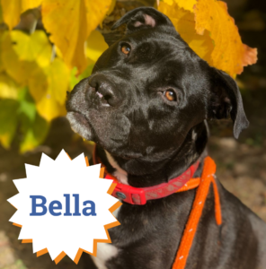 Bella is one of our loveable long-term stays who would LOVE a FURever home!