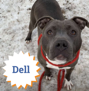 Dell is one of our loveable long-term stays who would LOVE a FURever home!