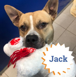 Jack is one of our loveable long-term stays who would LOVE a FURever home!