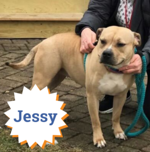 Jessy is one of our loveable long-term stays who would LOVE a FURever home!