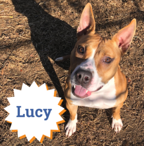 Lucy is one of our loveable long-term stays who would LOVE a FURever home!