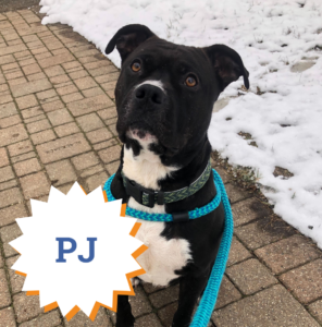 PJ is one of our loveable long-term stays who would LOVE a FURever home!