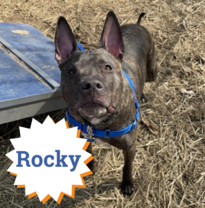 Rocky is one of our loveable long-term stays who would LOVE a FURever home!