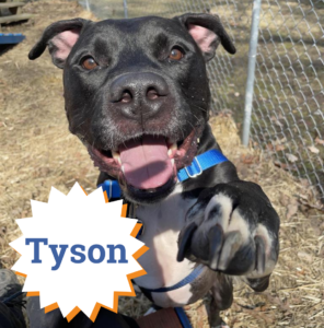 Tyson is one of our loveable long-term stays who would LOVE a FURever home!