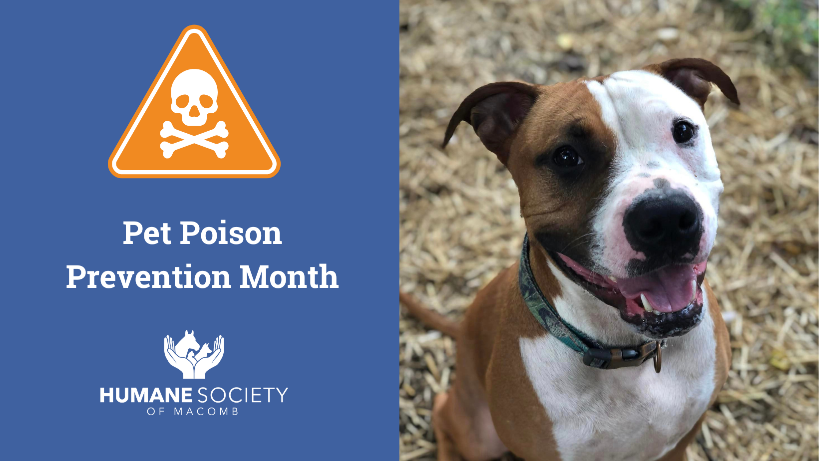 Vegas wants to let you know that March is National Poison Awareness month and we have some VERY special guests who are ready to share some pet poison prevention tips!