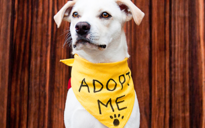 Three Essential Questions to Answer When Finding Your Perfect Shelter Pet