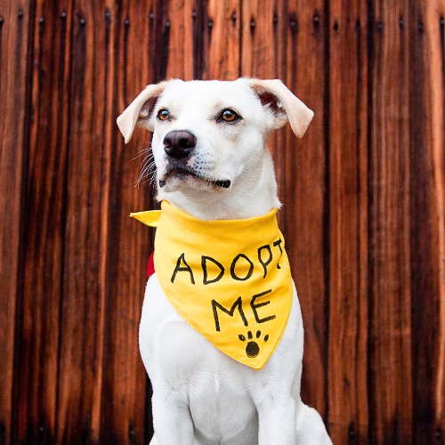 considering adopting a shelter pet? This one wants adopted with his adorable adopt me bandana