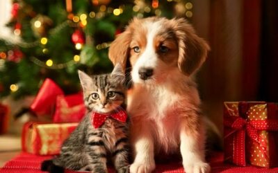 Why Pets Don’t Belong Under the Tree