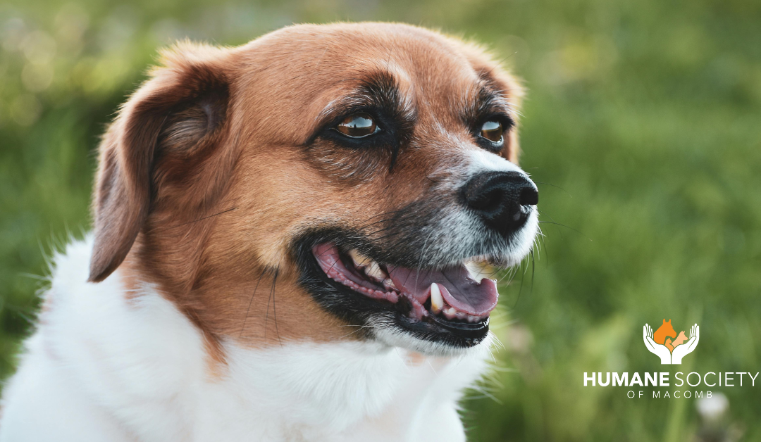 Testing – Lost Dog