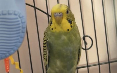 Parakeet – Lost Bird