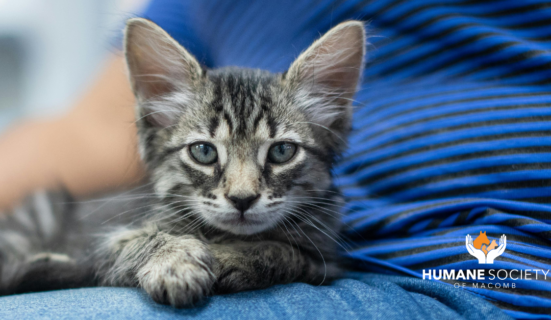 Testing 2 – Lost Cat