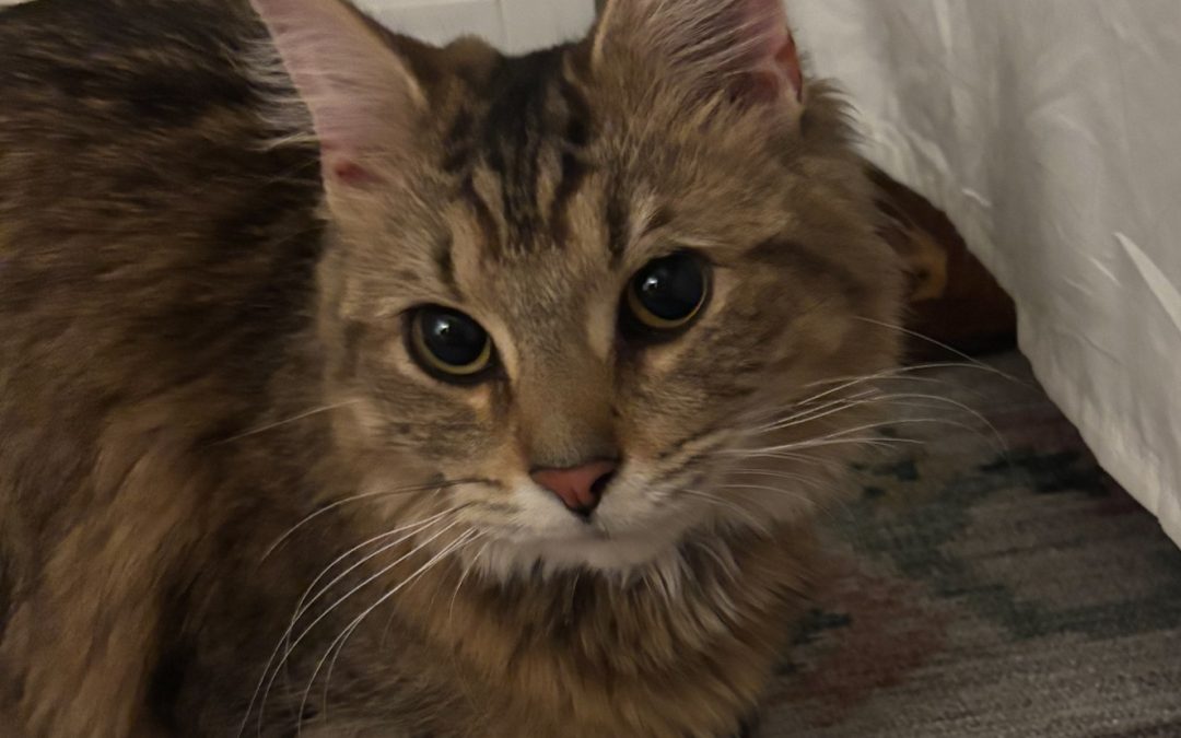 Unknown – Lost Cat