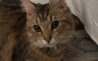 Unknown – Lost Cat