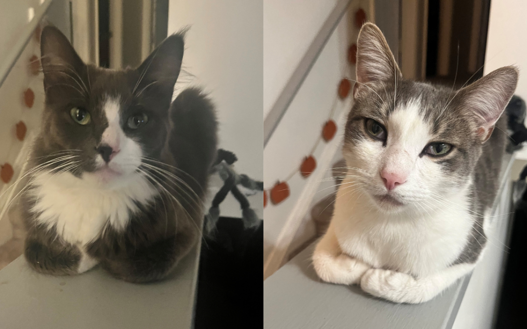 MIKEY AND SLIM – Lost Cat