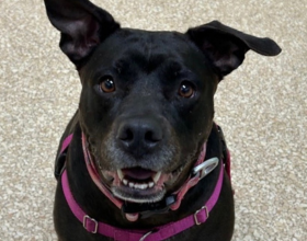 Shadow (sized) Hunter