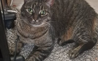 Bobette – Lost Cat