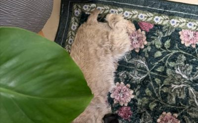 Bella – Lost Dog