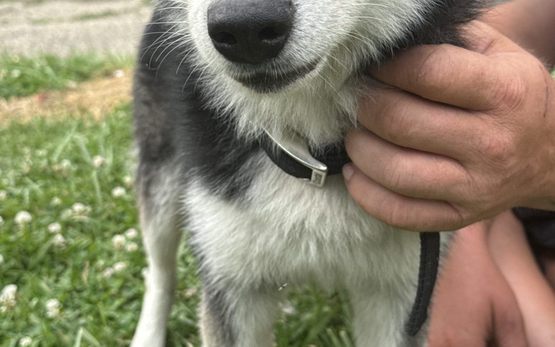 Diesel – Lost Dog