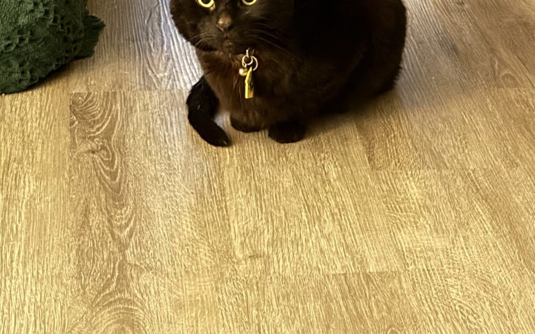 Artemis J Martel – Lost Cat