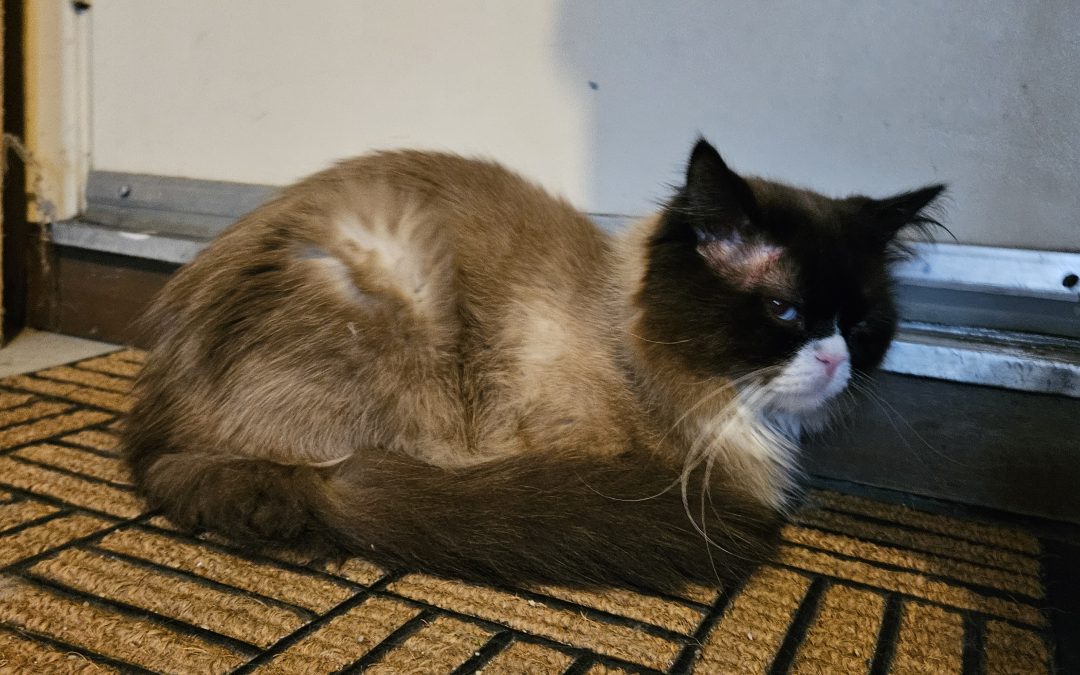 Found Cat – Lost Cat