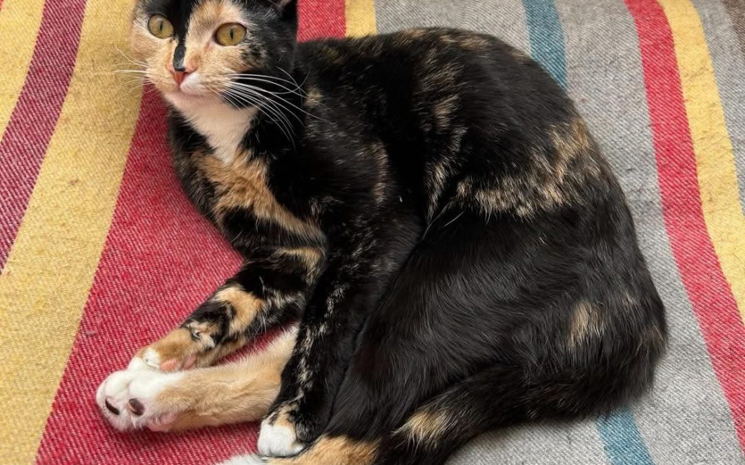 Phoebe – Lost Cat