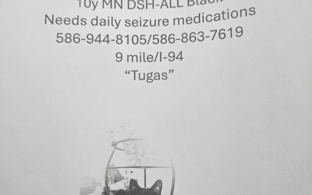 Tugas – Lost Cat
