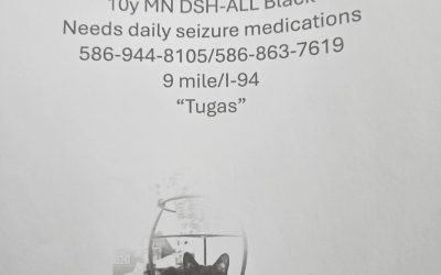 Tugas – Lost Cat