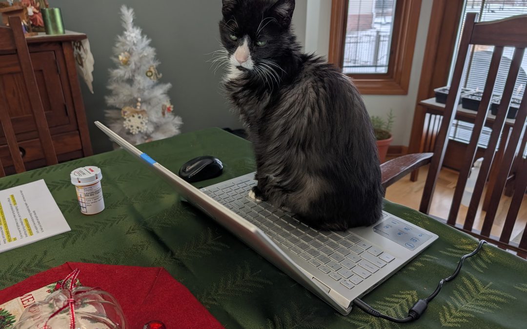 Daisy – Lost Cat