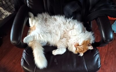 Koshka – Lost Cat